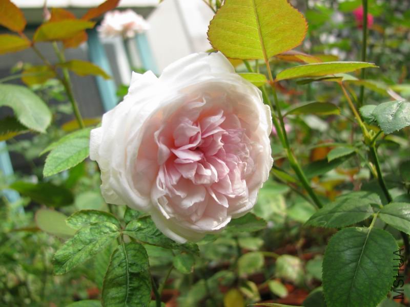 111006�¼�-������2.JPG
