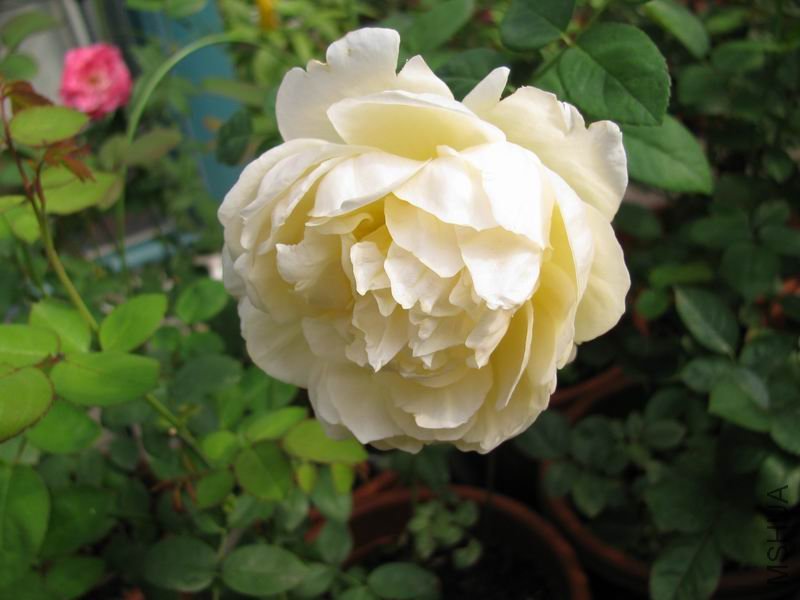 111006�¼�-������.JPG
