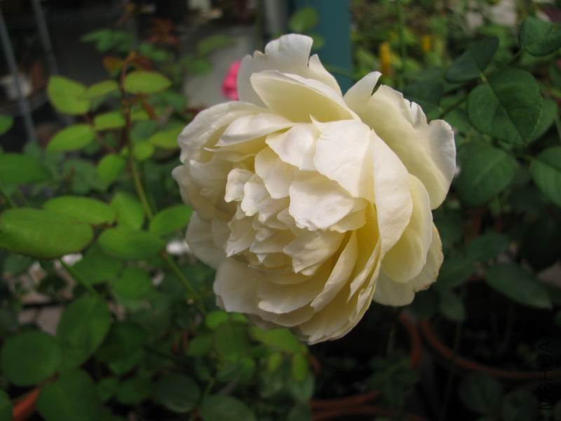 111006�¼�-������2.JPG