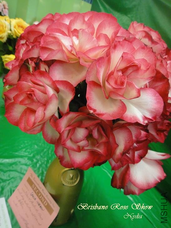 DSC01134.jpg