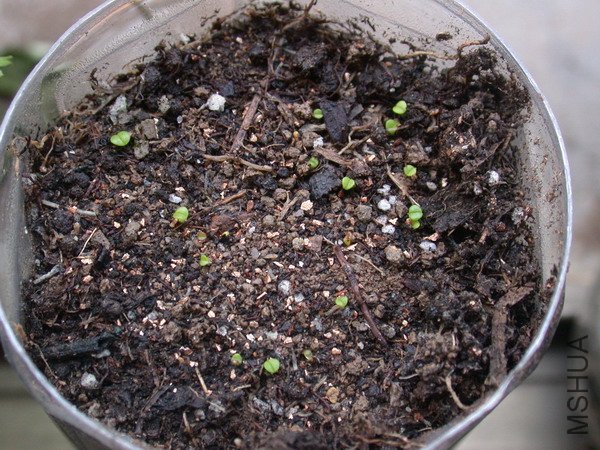 Argyroderma.jpg