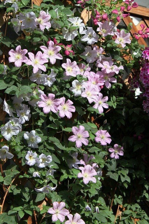 Comtesse de Bouchaud 01.jpg