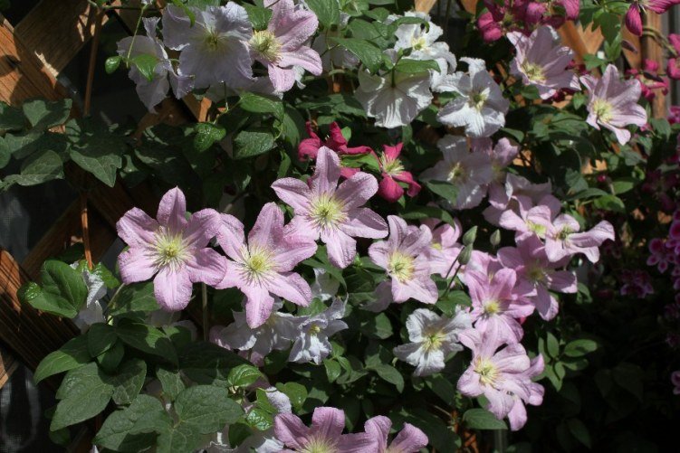 Comtesse de Bouchaud 02.jpg