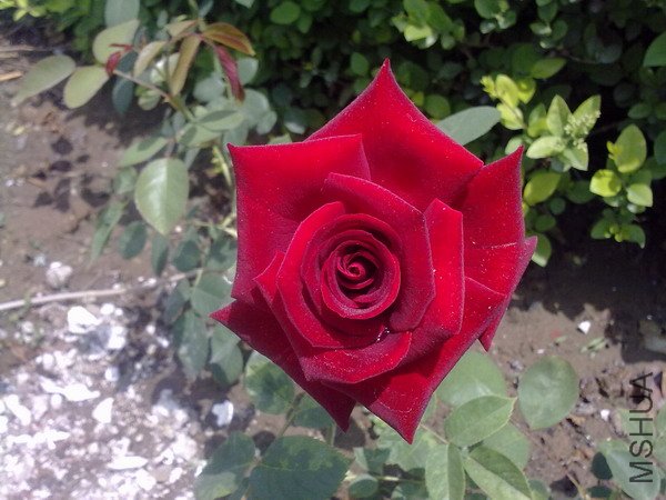 20110511364.JPG