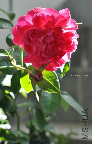 DSC_9648 ��������.jpg