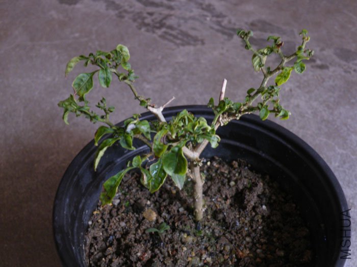 DSCF5018.jpg