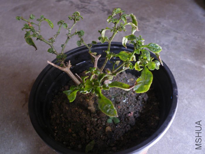 DSCF5021.jpg