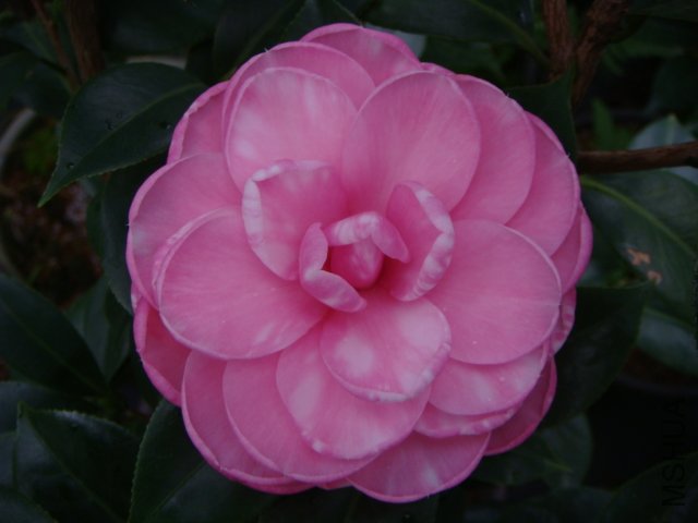 ����ļt����.