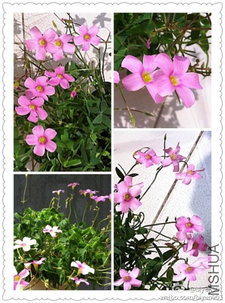 Oxalis stellate ������.jpg