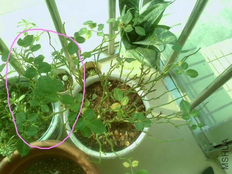 IMG1010075000.jpg