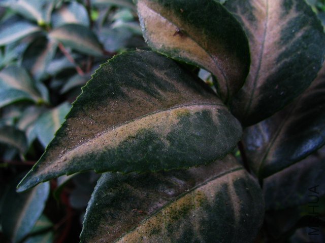 2011.10.10.�軨 004+1.jpg