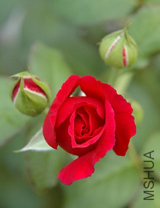1002031652de0603c42f164eb8.jpg
