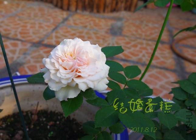 IMGP2563.JPG