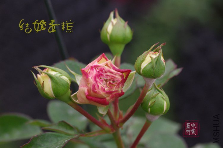 IMGP3106.JPG