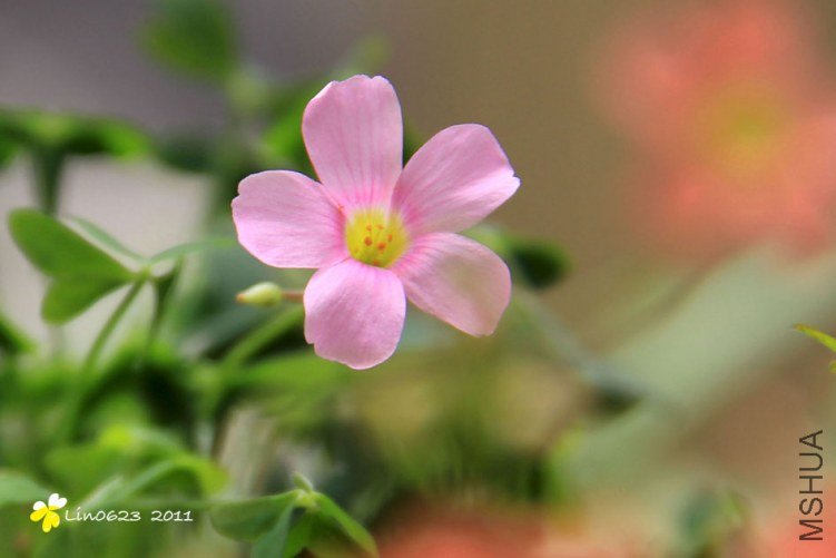 Oxalis stellata.JPG