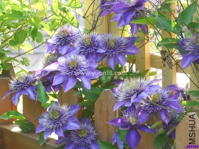 C1040 Clematis Multi Blue.jpg