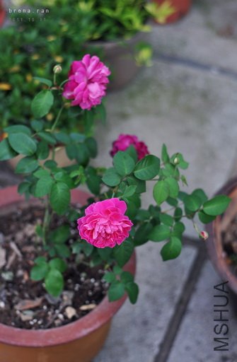 DSC_9668 ��������.jpg
