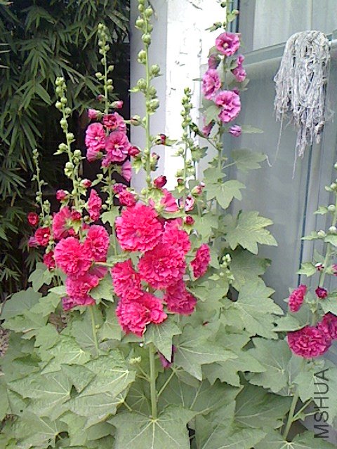 IMG0521090101.jpg