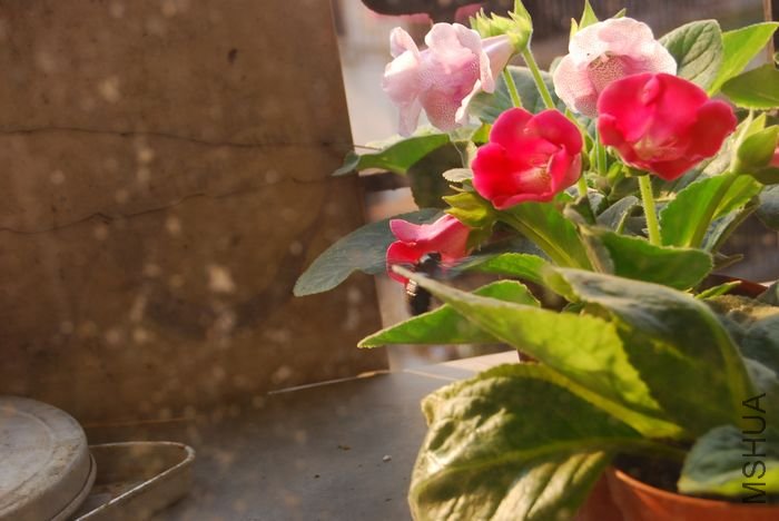 nEO_IMG_��Ƭ 774.jpg