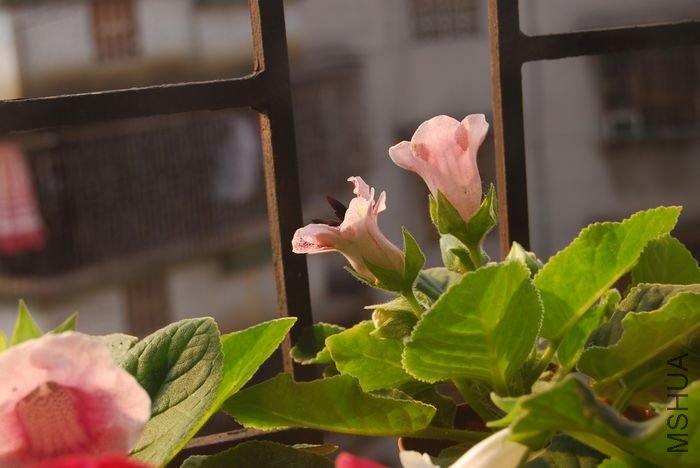 nEO_IMG_��Ƭ 775.jpg