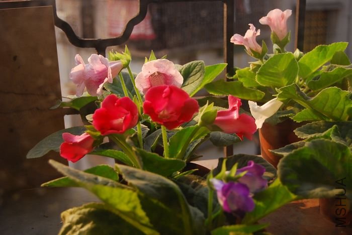 nEO_IMG_��Ƭ 778.jpg