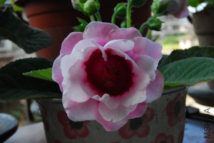 nEO_IMG_��Ƭ 876.jpg