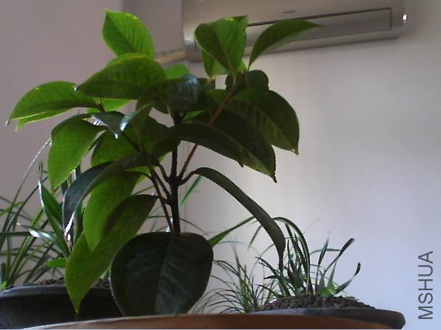 ��ɰ����