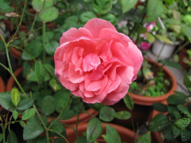 111013�¼�-������2.JPG