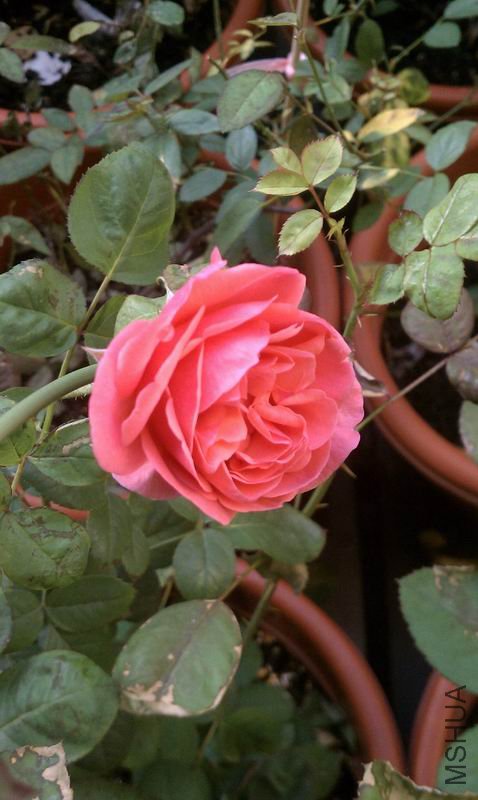 111012�¼�-������.jpg