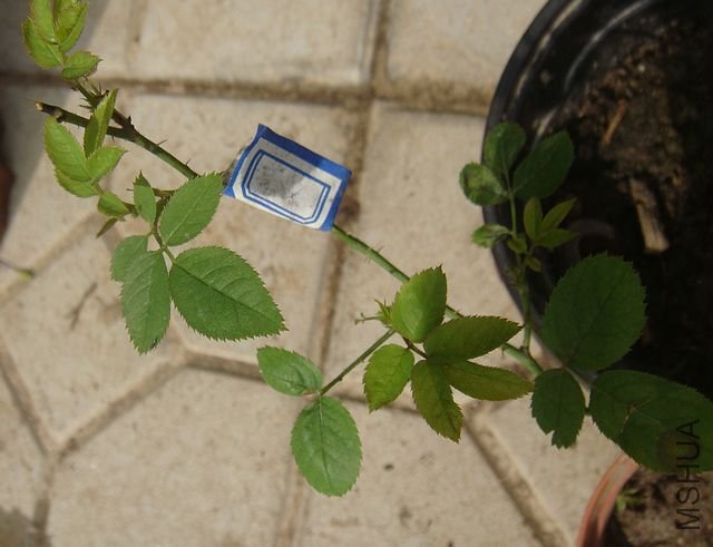 DSC06114.JPG