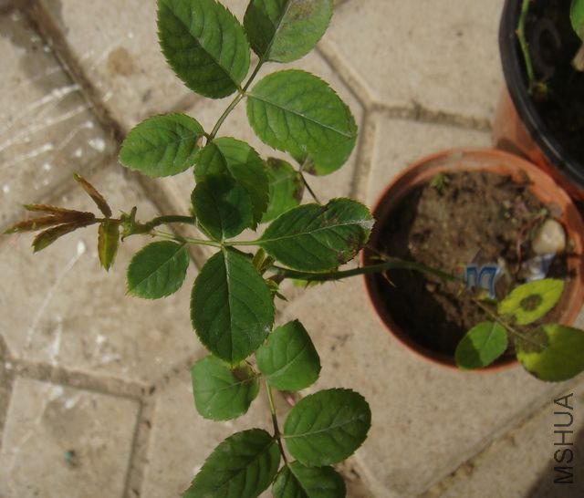 DSC06113.JPG