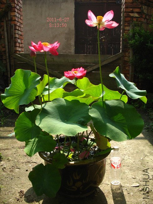 ������ź�ֵ�