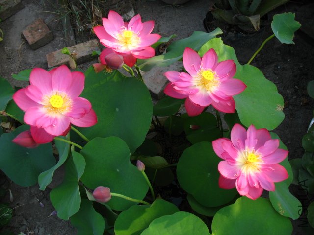 ����7�·�ź���ֵ�