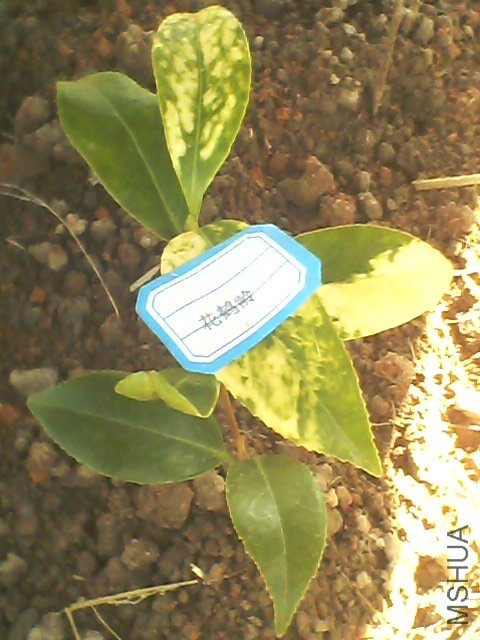 IMG0482A.jpg