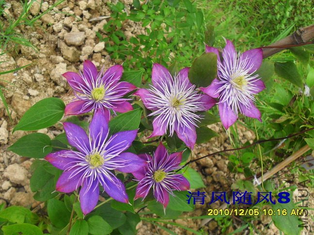 ˮ����Ȫ (6).jpg