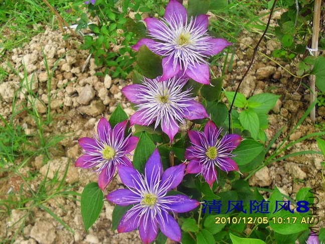 ˮ����Ȫ (3).jpg