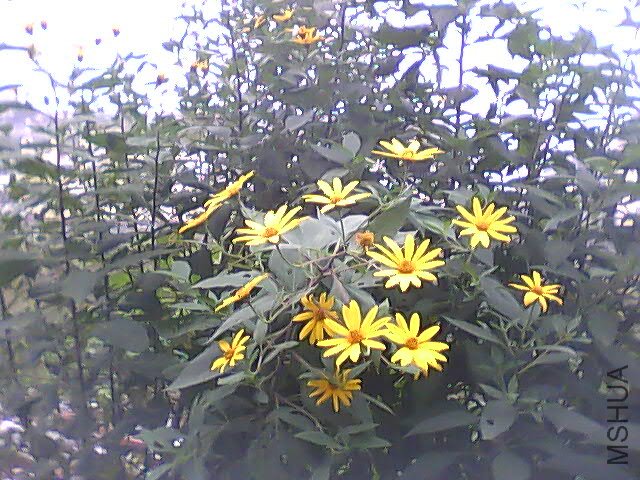 PIC_2853.jpg