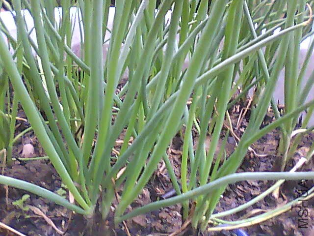 PIC_4852.jpg