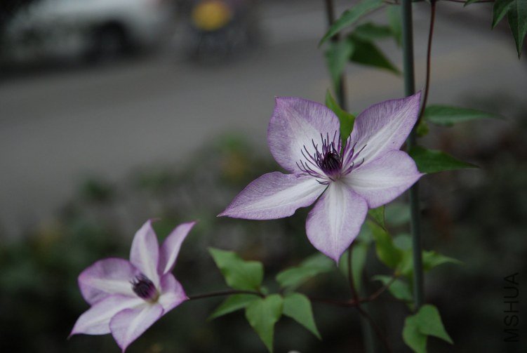 DSC_5398.jpg