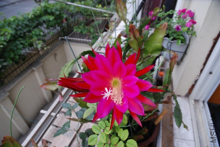 DSC_4890_014.jpg