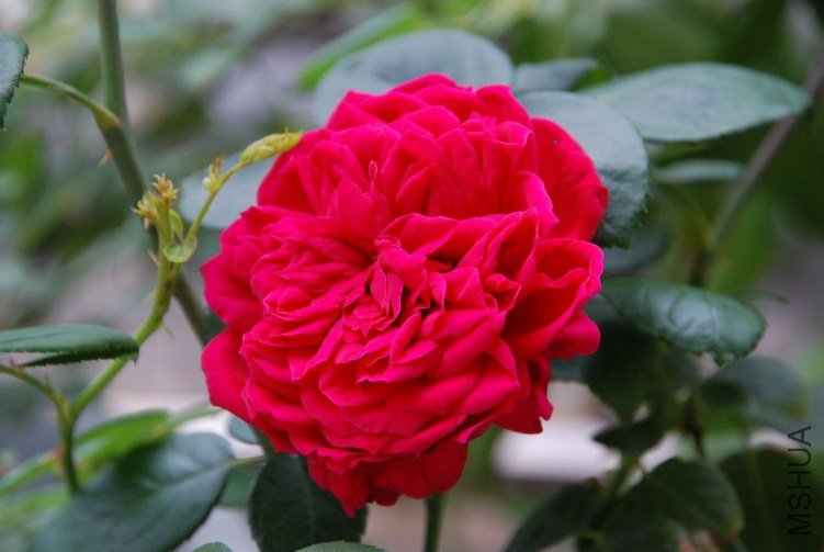 DSC_5373.jpg
