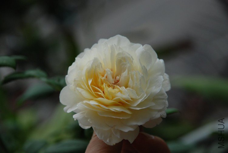 DSC_5375.jpg