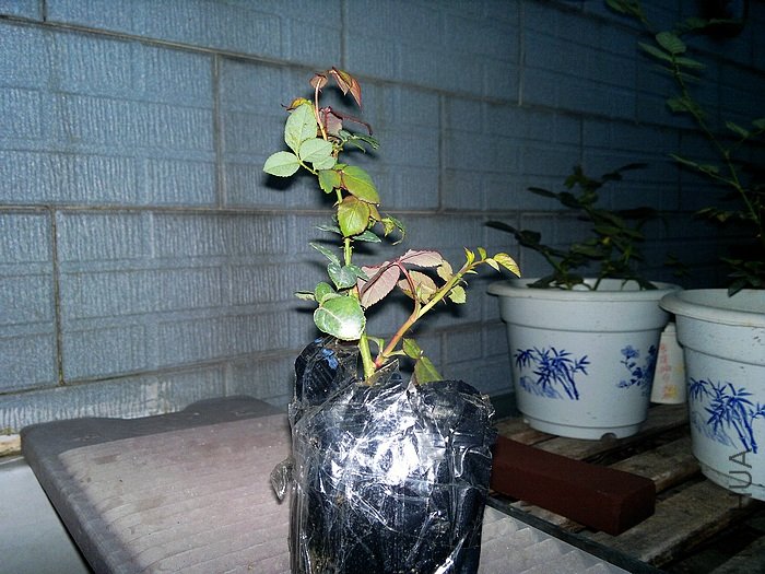 nEO_IMG_20111012376.jpg