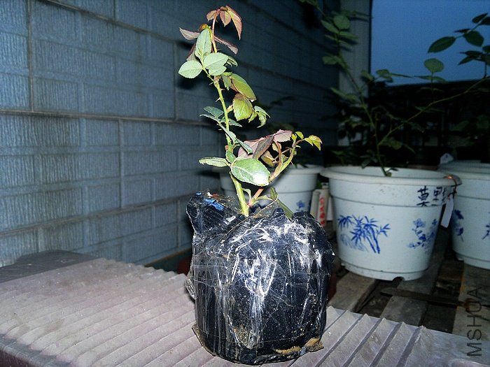 nEO_IMG_20111012377.jpg