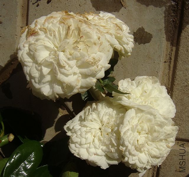DSC06410.JPG