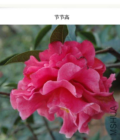 �ڽڸ�.jpg