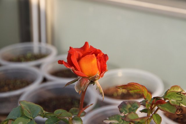IMG_4131.JPG