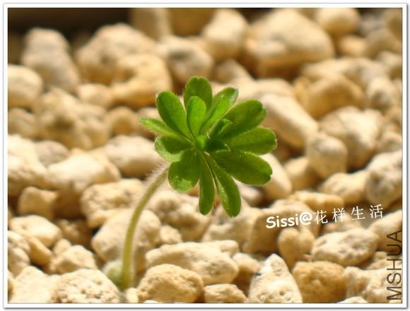 Oxalis tomentosa.jpg