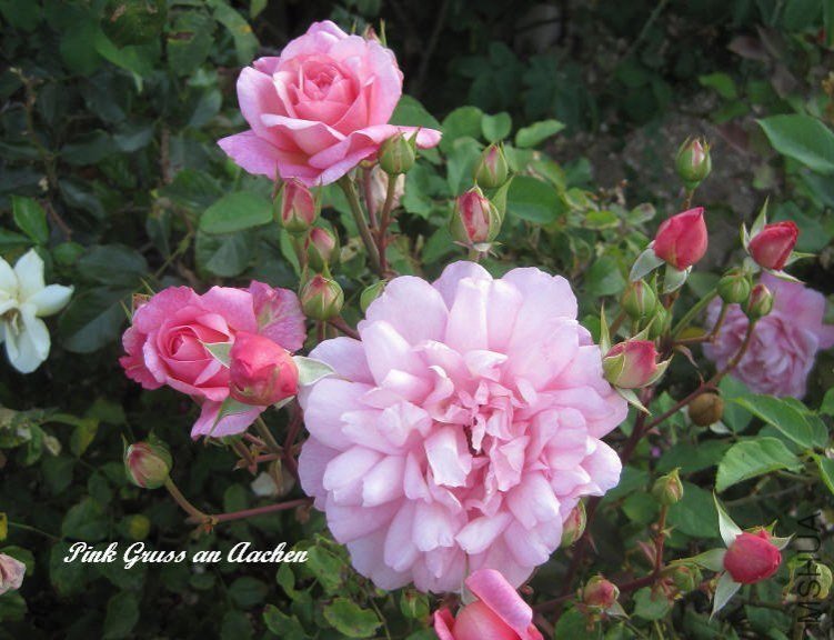 Pink Gruss an Aachen3 3.jpg