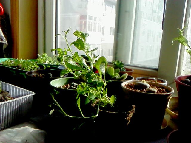 IMG01647.jpg